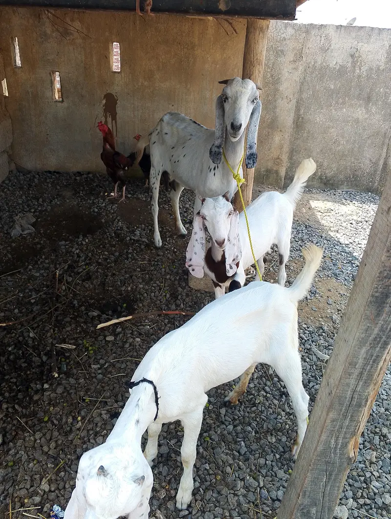 1 bari bakri 2 sath females — photo 2