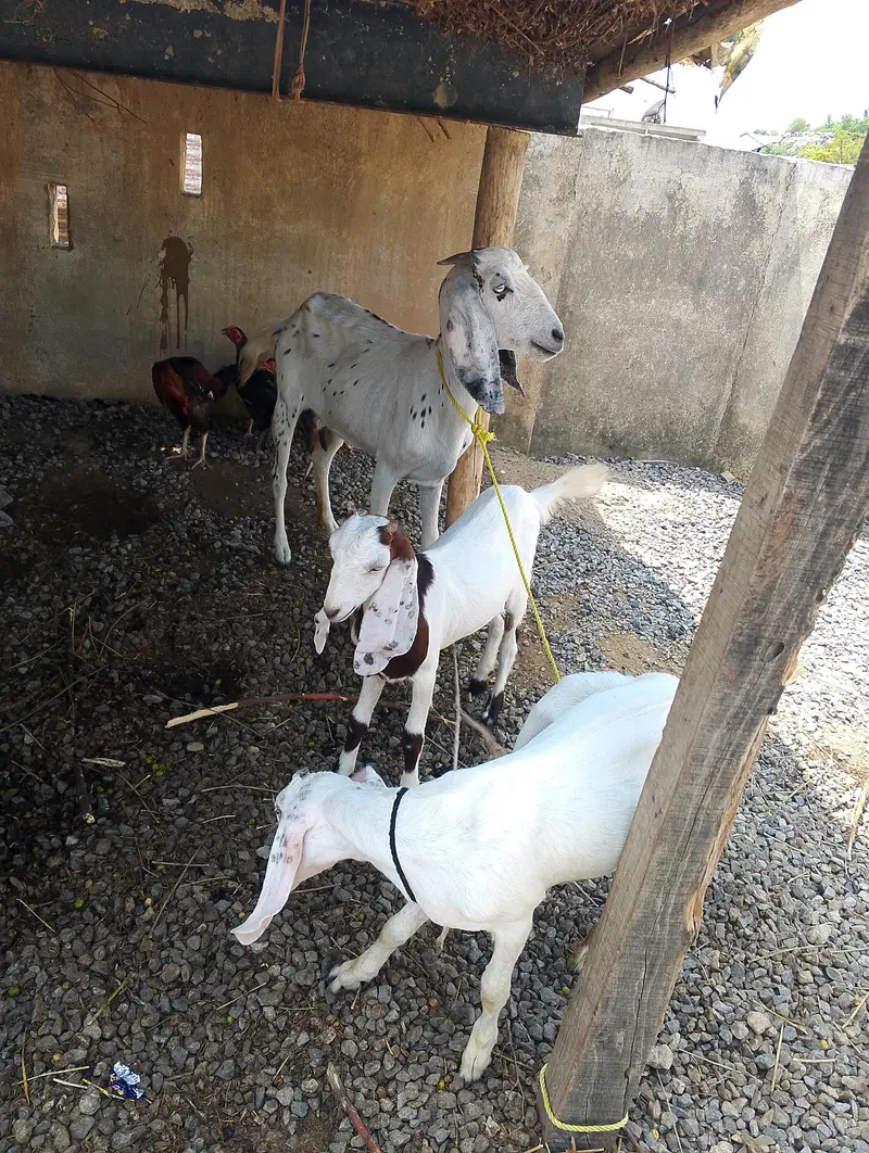 1 bari bakri 2 sath females — photo 3
