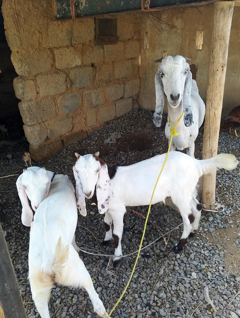 1 bari bakri 2 sath females — photo 4