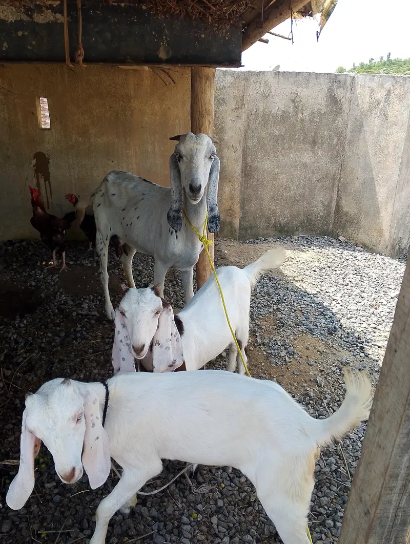 1 bari bakri 2 sath females — photo 5