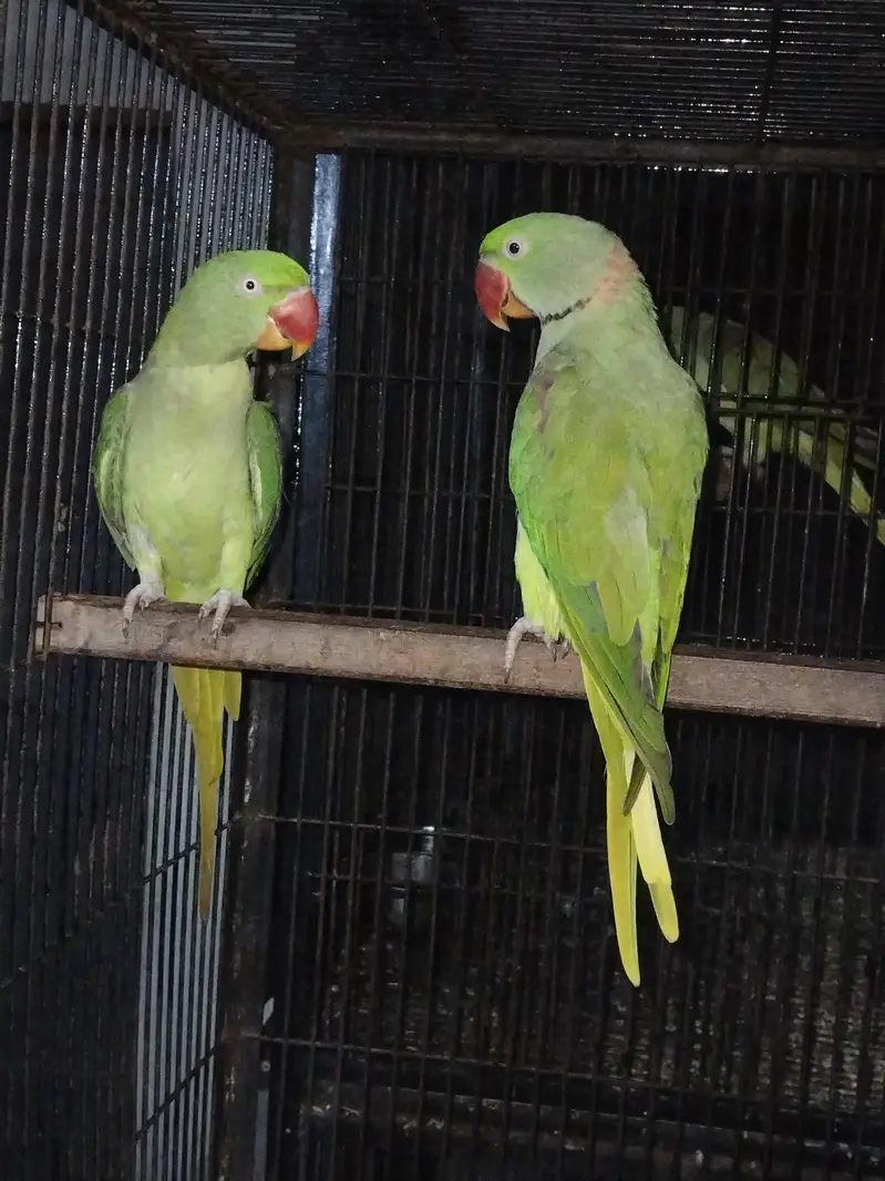 Raw pair for sale — photo 2
