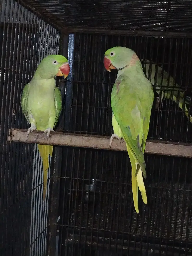 Raw pair for sale — photo 3