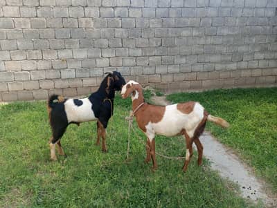 Beautiful Goat Pair for Sale