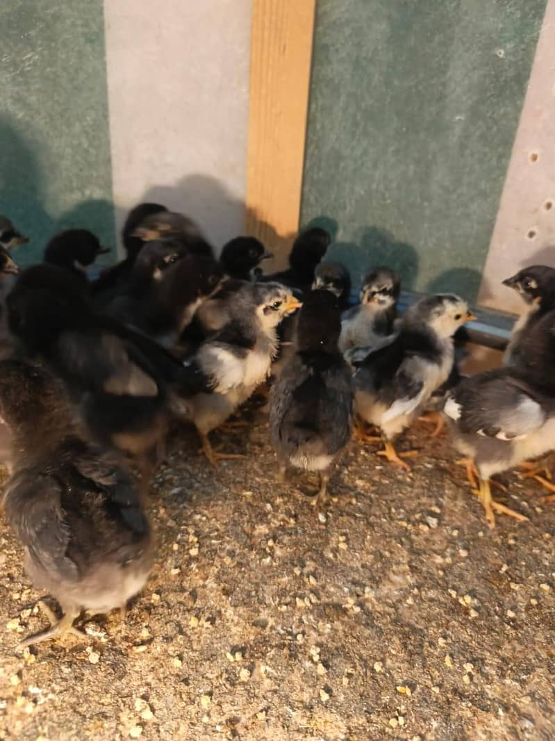 Australorp Chicks 0