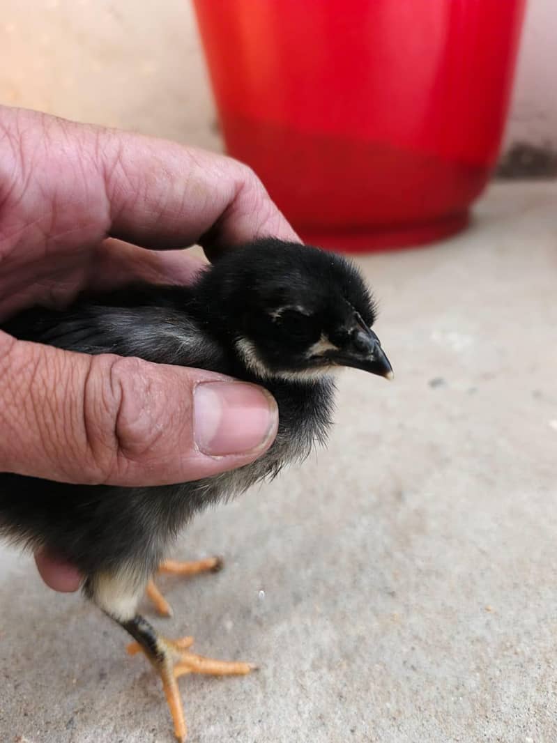 Australorp Chicks 1
