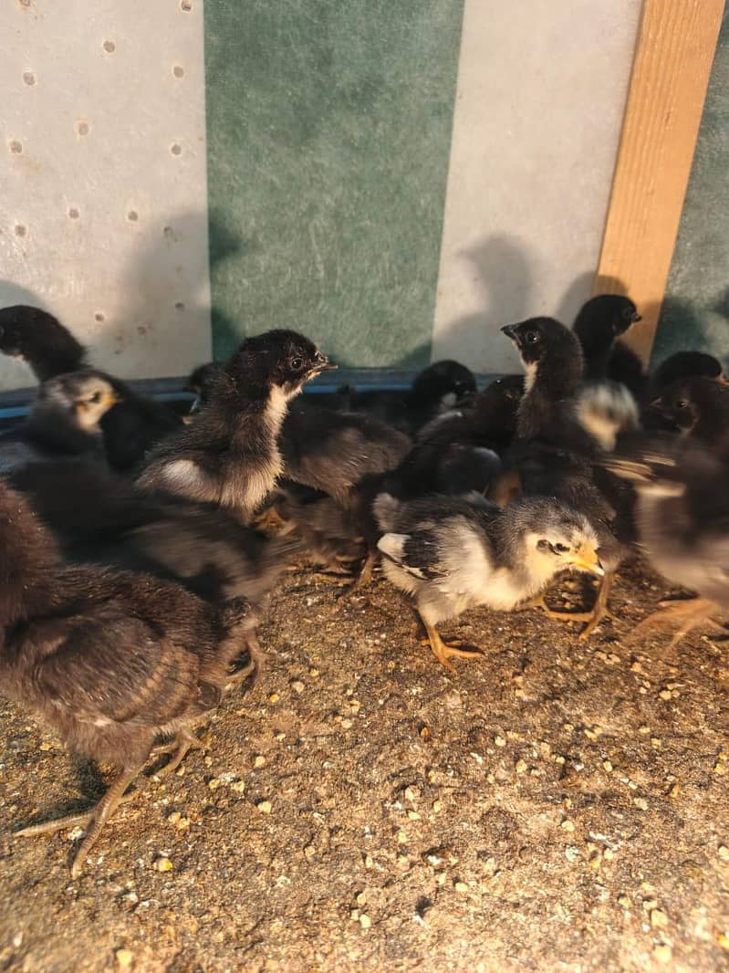 Australorp Chicks 4