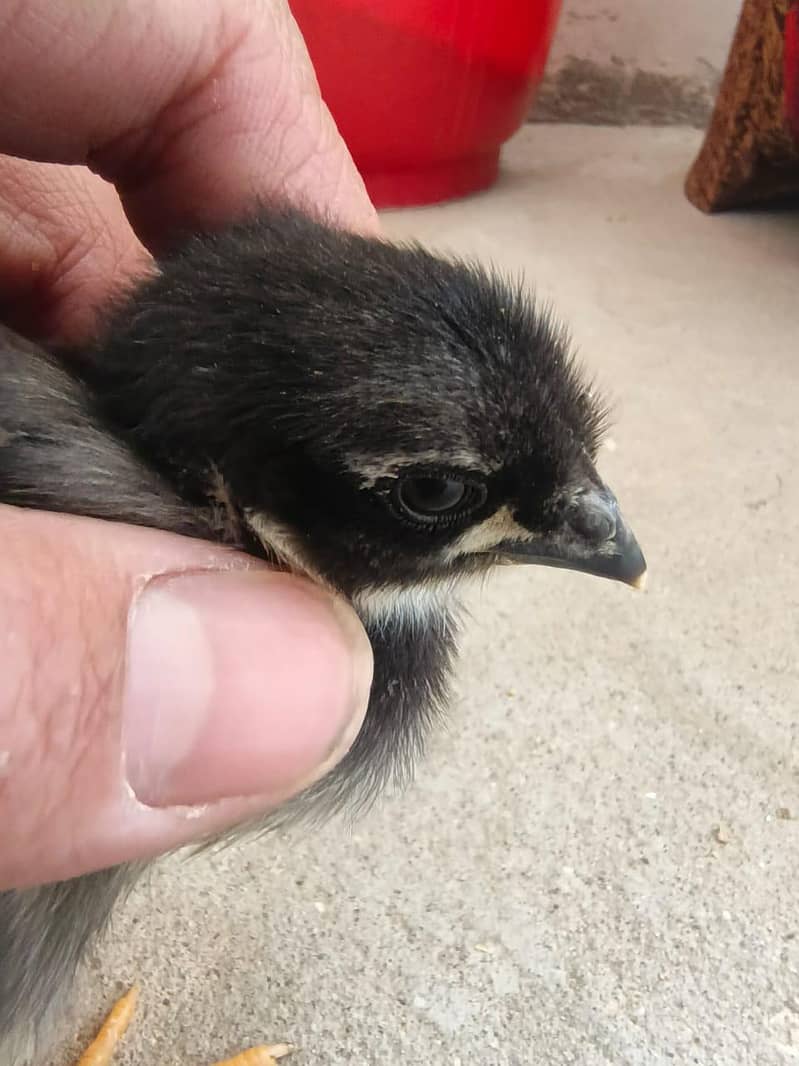 Australorp Chicks 6
