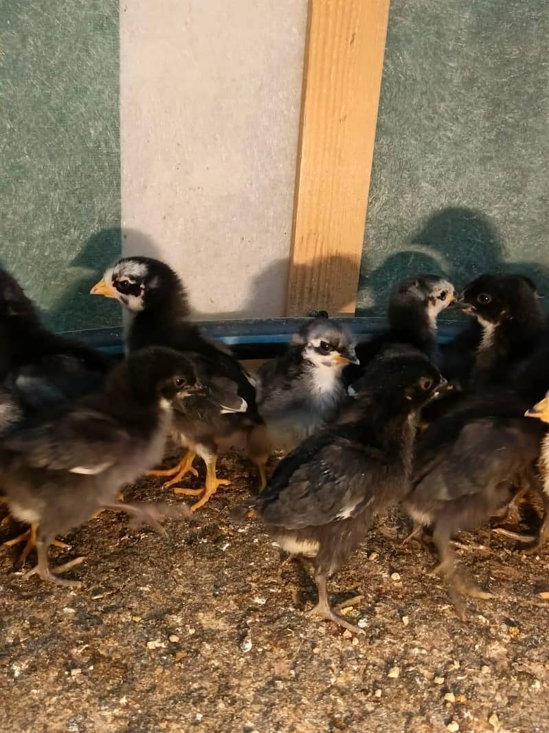 Australorp Chicks 7