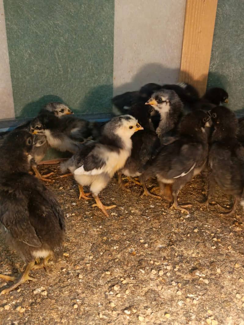 Australorp Chicks 8