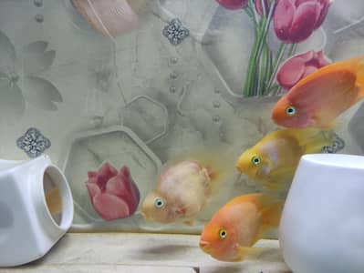 Parrat Fish And Kissing Gourami