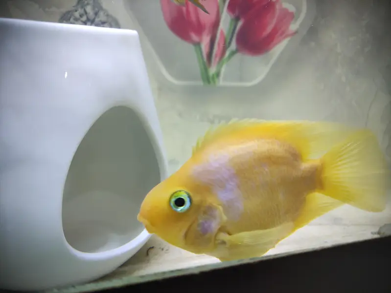 Parrat Fish And Kissing Gourami — photo 2