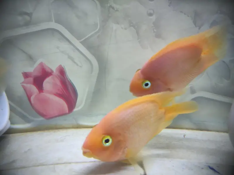Parrat Fish And Kissing Gourami — photo 3