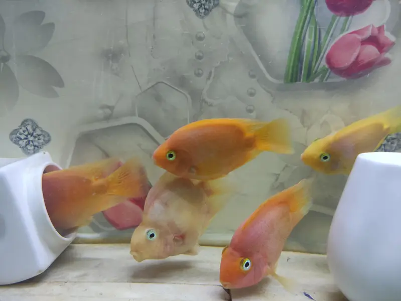 Parrat Fish And Kissing Gourami — photo 4