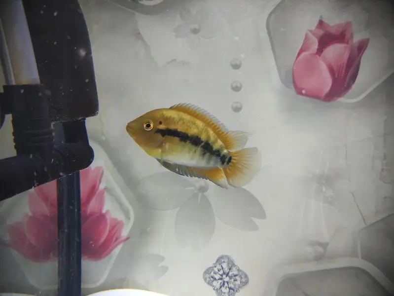 Parrat Fish And Kissing Gourami — photo 5
