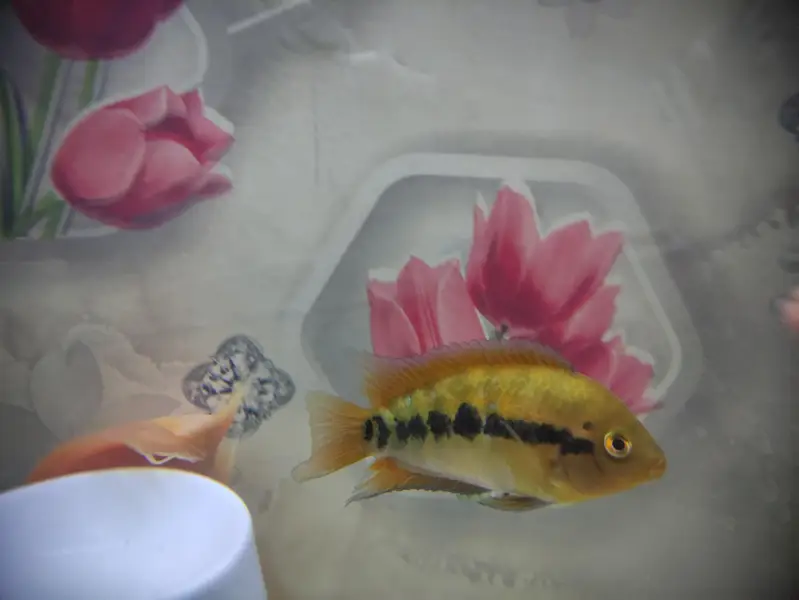 Parrat Fish And Kissing Gourami — photo 6
