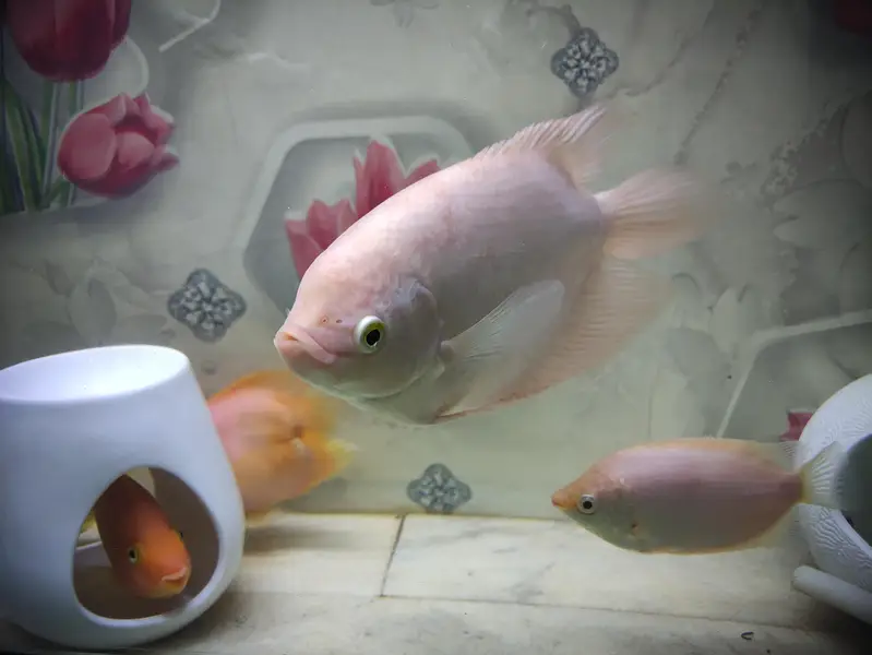 Parrat Fish And Kissing Gourami — photo 7