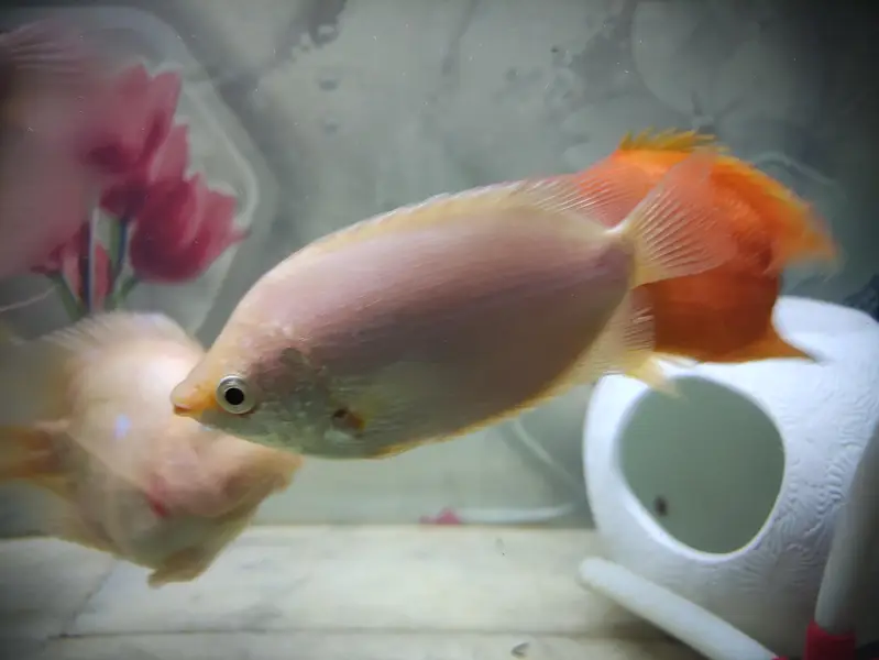 Parrat Fish And Kissing Gourami — photo 8