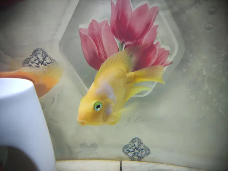 Parrat Fish And Kissing Gourami — photo 9