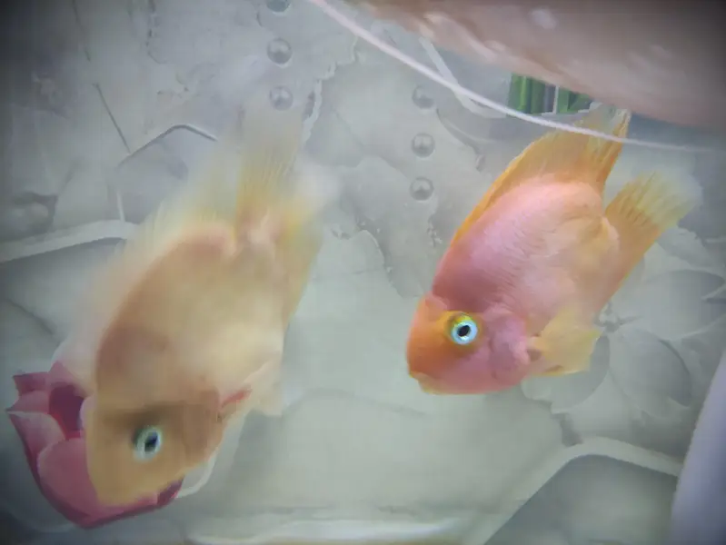 Parrat Fish And Kissing Gourami — photo 11