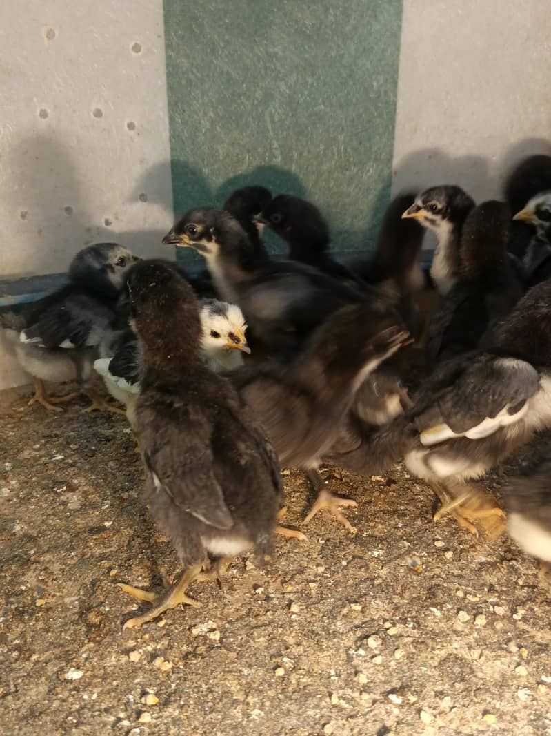 Australorp Chicks 0