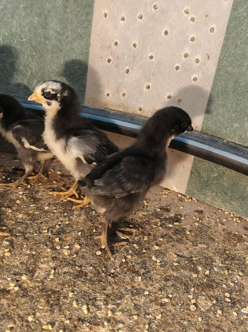 Australorp Chicks 1