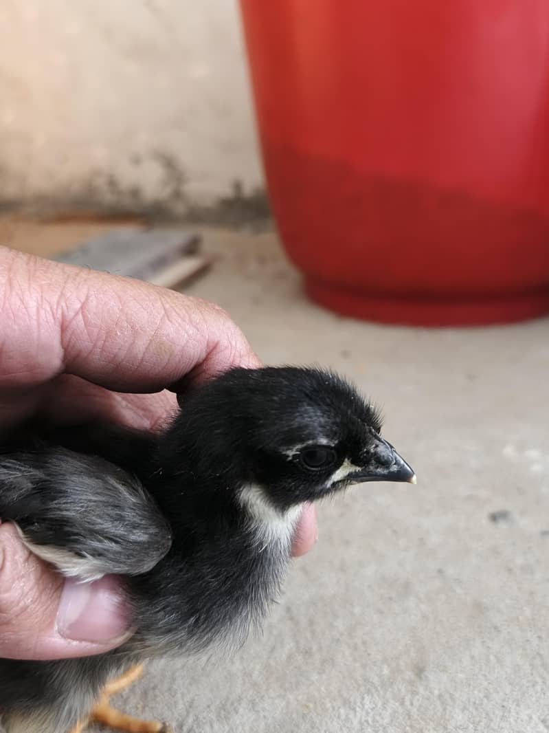 Australorp Chicks 4