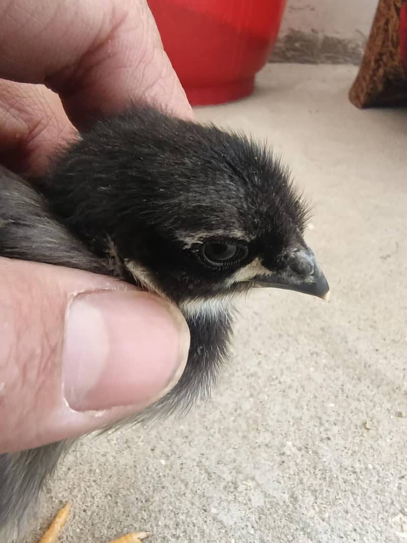 Australorp Chicks 5