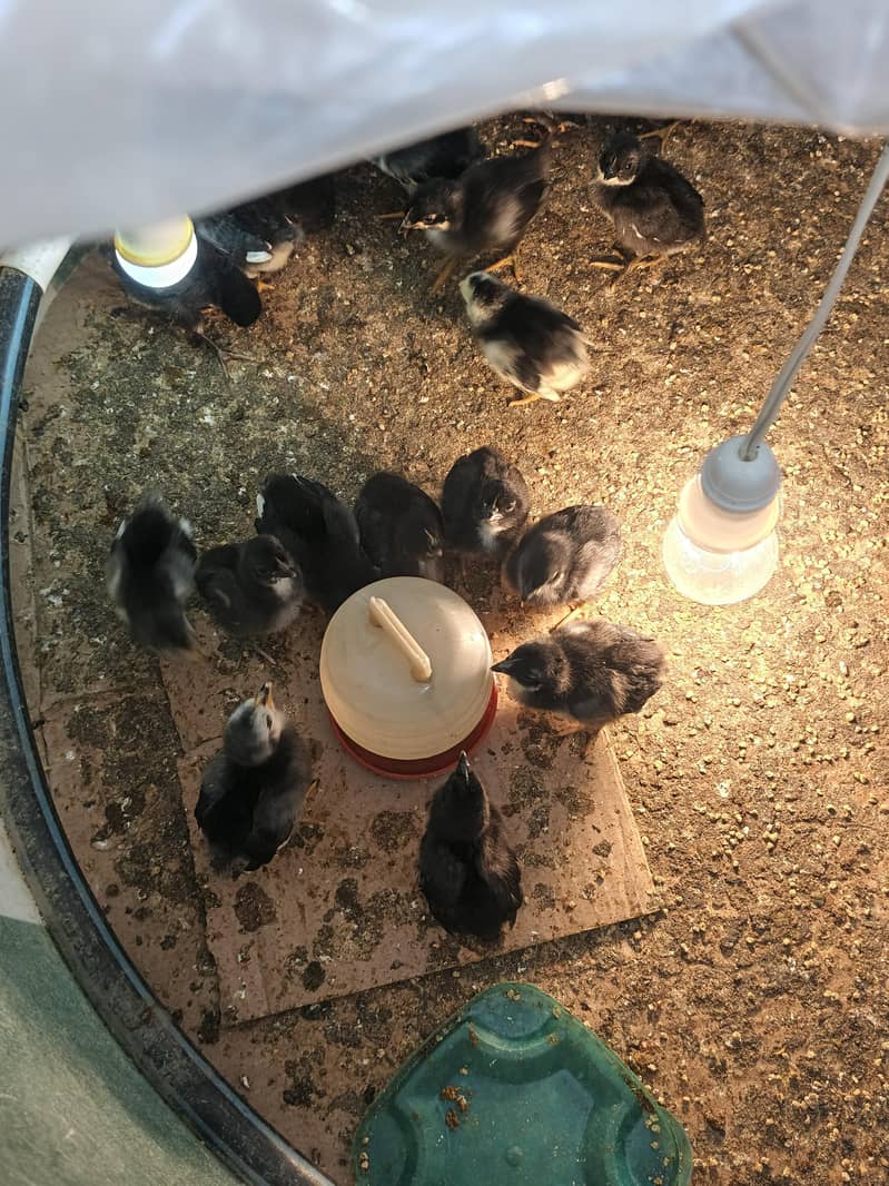 Australorp Chicks 6