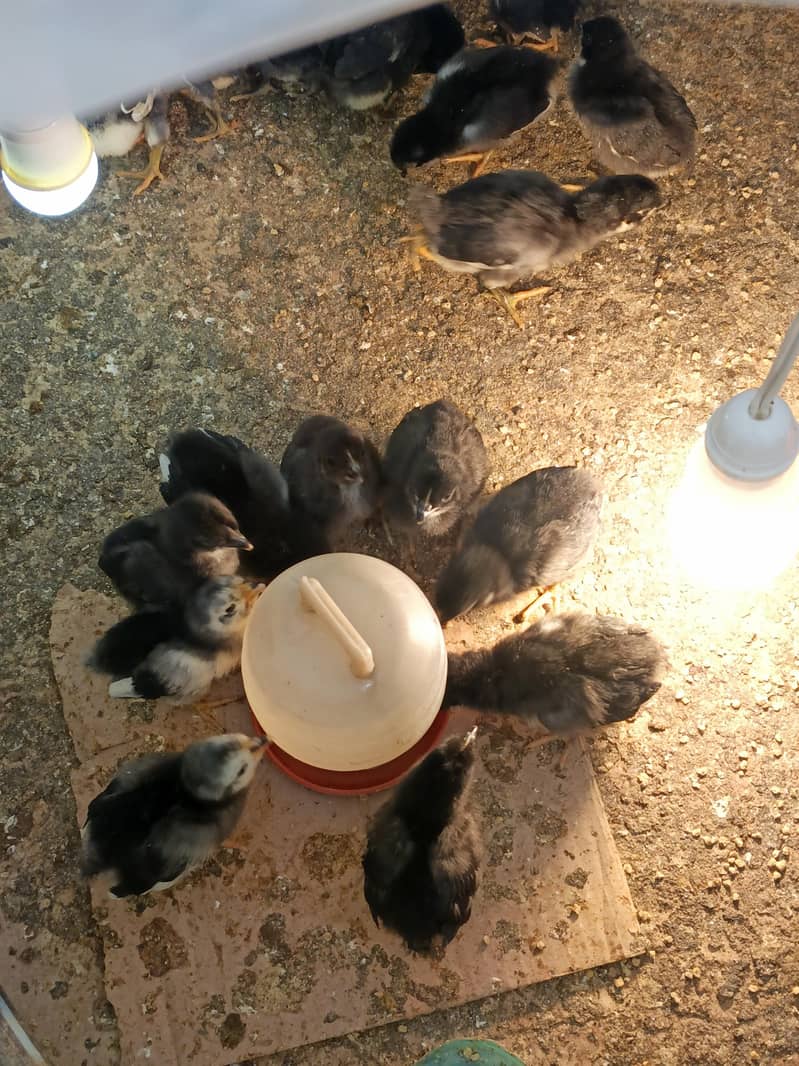 Australorp Chicks 7