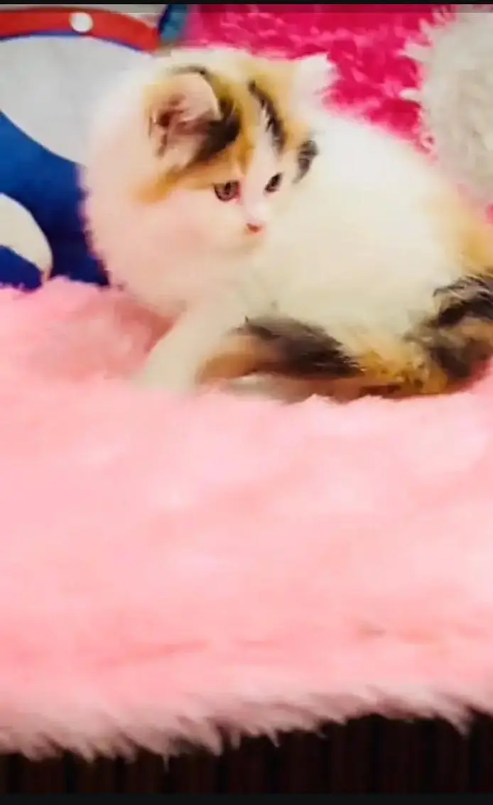 (Persian female kitten) (for sale all) (Pakistan delivery available) — photo 3