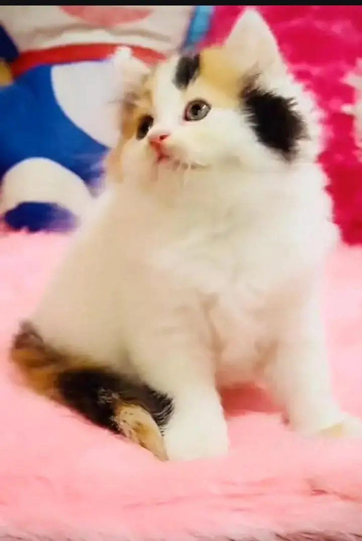(Persian female kitten) (for sale all) (Pakistan delivery available) — photo 4