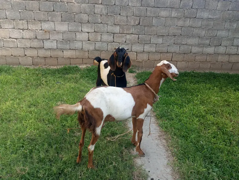 Beautiful Goat Pair for Sale — photo 2