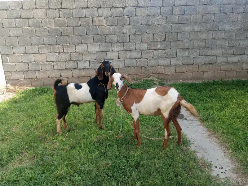 Beautiful Goat Pair for Sale — photo 3