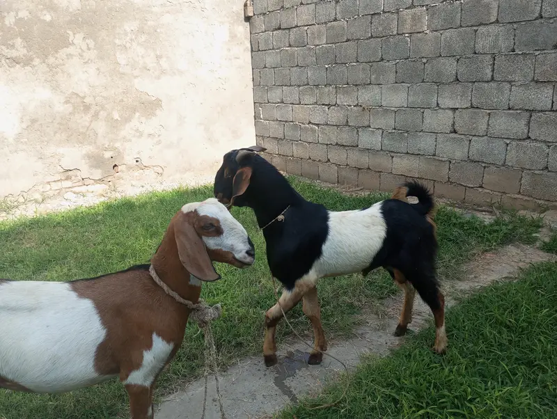 Beautiful Goat Pair for Sale — photo 4