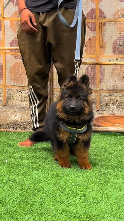 (German- shepherd) (puppies) (argent for sale) Whatsapp 03401430037