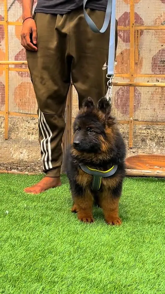 (German- shepherd) (puppies) (argent for sale) Whatsapp 03401430037 — photo 2
