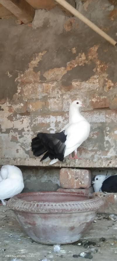 Black tail breeder pair for sale