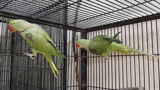 Raw pair for sale