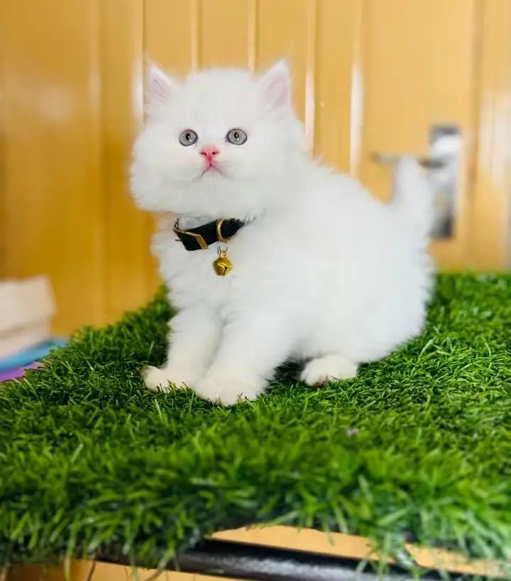 Persian cats My Whatsapp 03466961963 ///\\\\£^¢¥¥¢^¢¥£ — photo 2