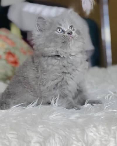 Persian kittens. Whatapp//037046////02354
