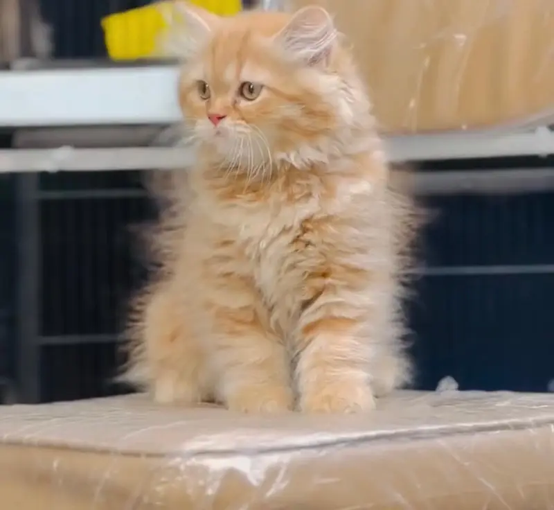 Persian kittens. Whatapp//037046////02354 — photo 2