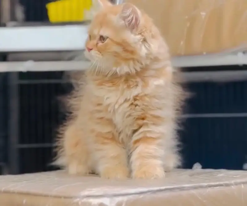 Persian kittens. Whatapp//037046////02354 — photo 3