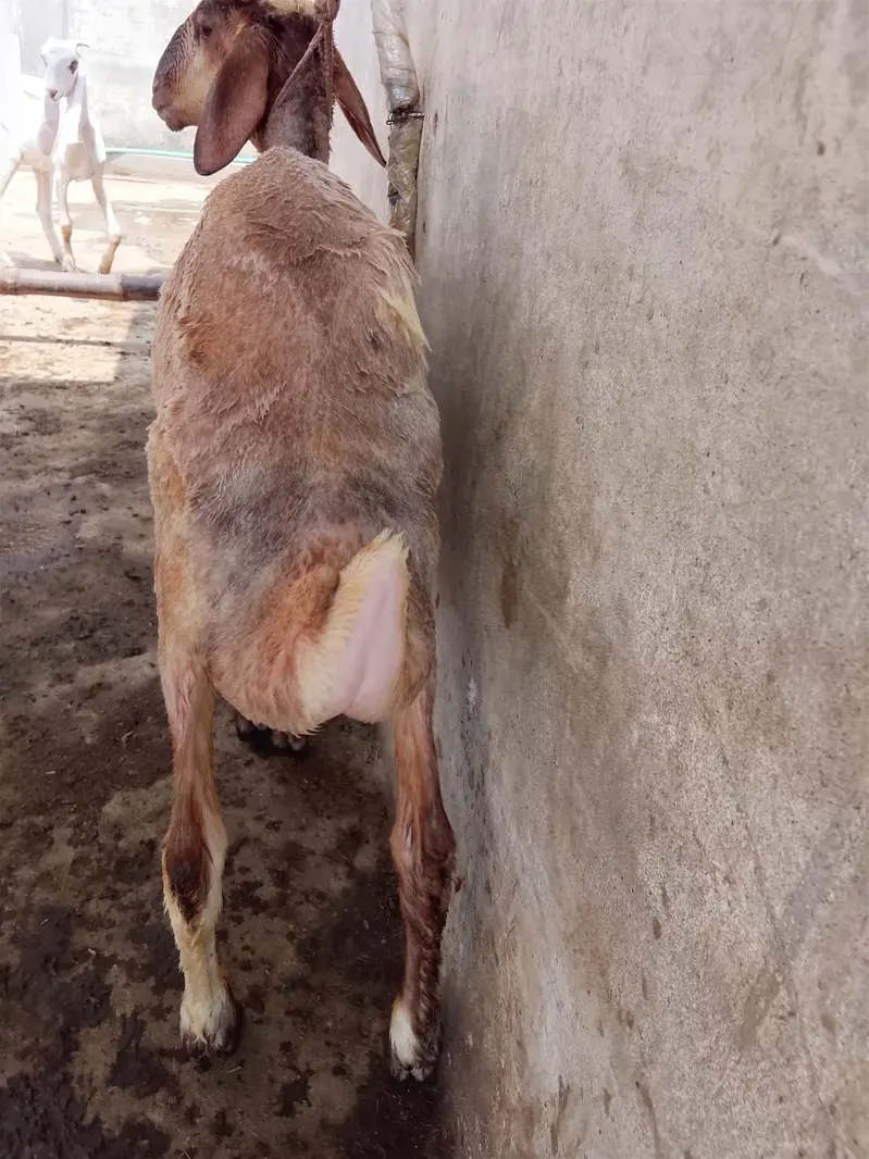 Dumba male — photo 3