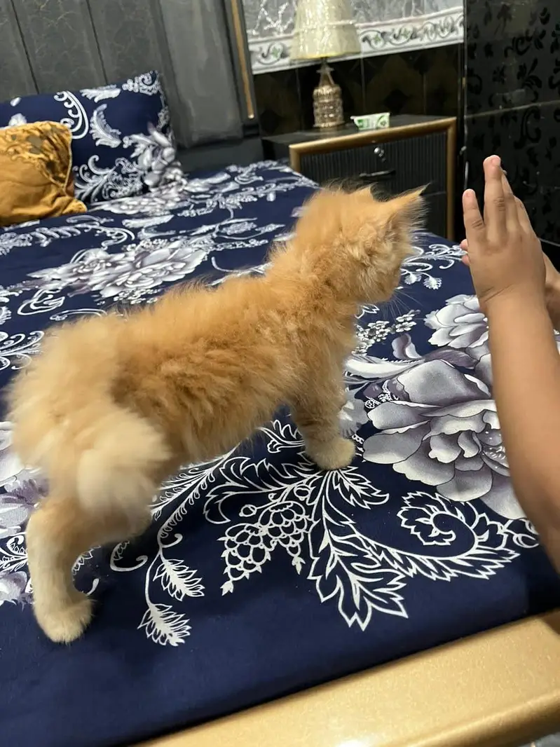 Persian cat for adoption in Sargodha — photo 2