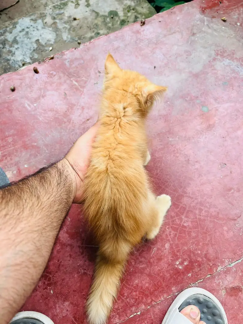 Persian cat for adoption in Sargodha — photo 3