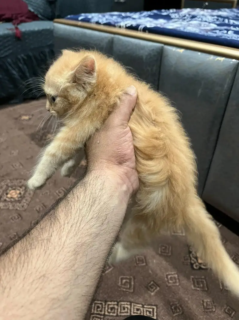Persian cat for adoption in Sargodha — photo 5