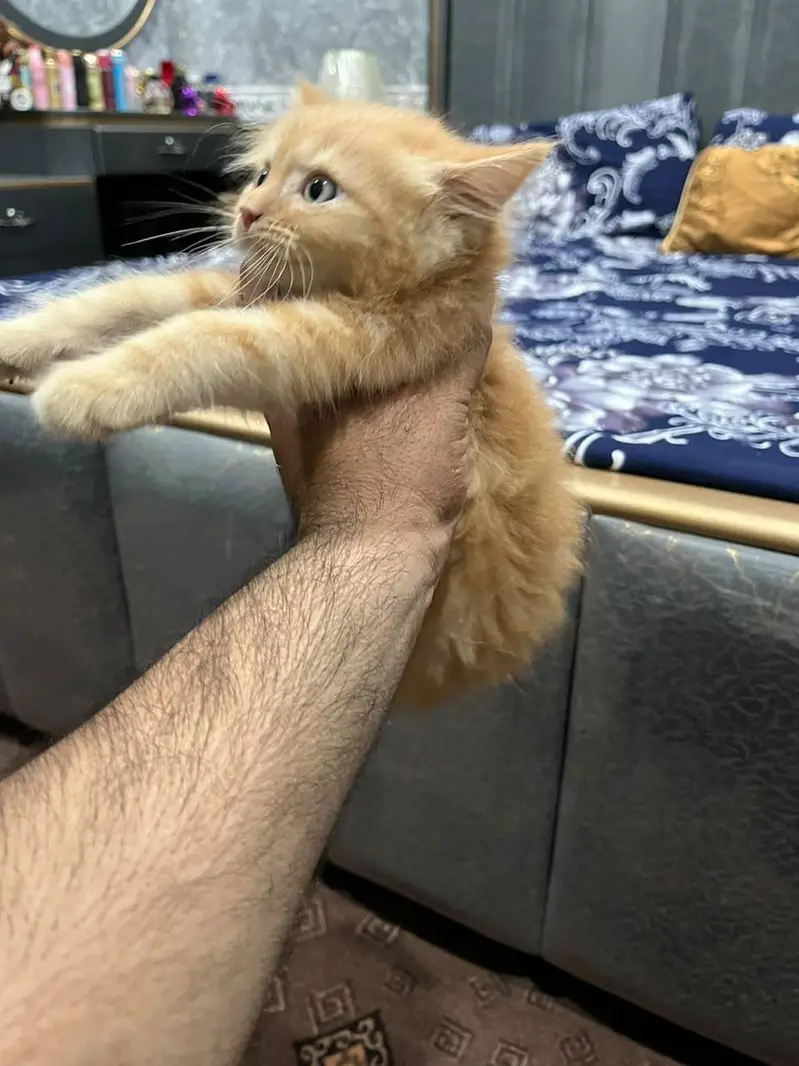 Persian cat for adoption in Sargodha — photo 6
