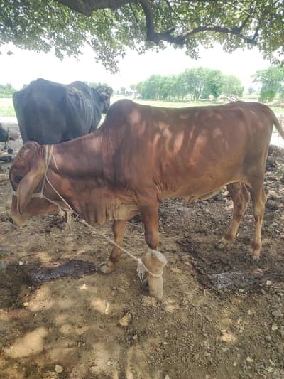 qurbani k lia MOTA taza bail Kam k lia b use kar sakty 3 man wazan