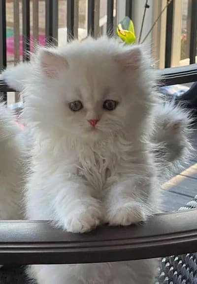 (Persian female kitten) (for sale all) (Pakistan delivery available)
