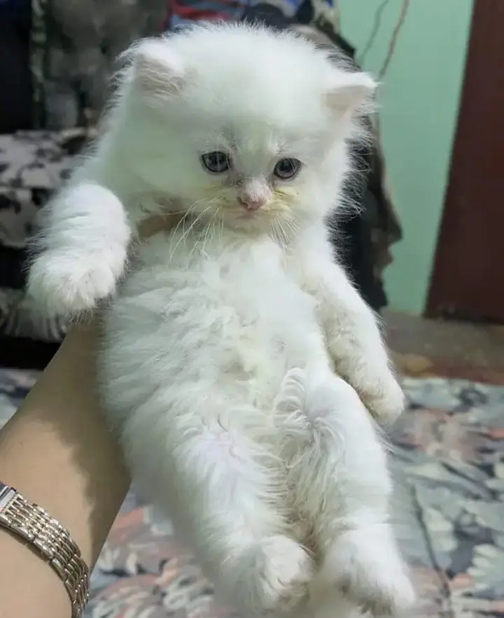 (Persian female kitten) (for sale all) (Pakistan delivery available) — photo 2